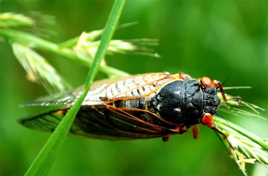 Ve sầu Magicicada