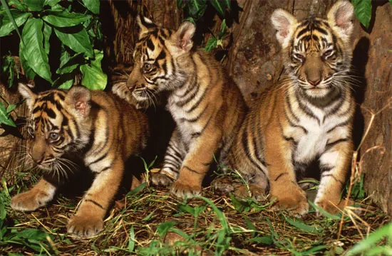 Hổ Sumatra