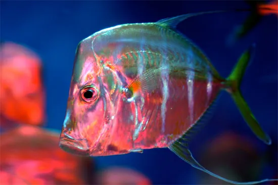 Cá Lookdown