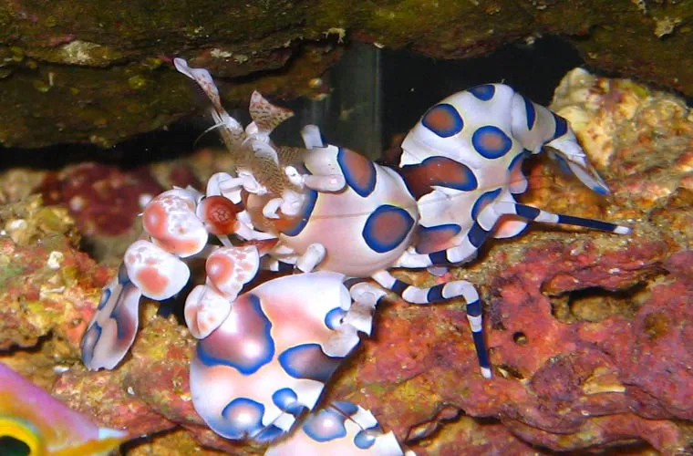 Tôm harlequin có tên khoa học là Hymenocera picta.