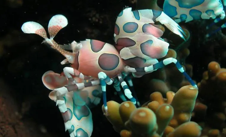 Tôm harlequin thậm chí còn ăn cả sao biển Acanthaster (loài sao biển lớn thứ nhì thế giới, sau loài sao biển hoa hướng dương).