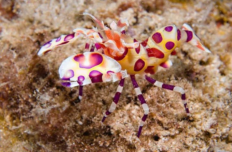 Cơ thể của loài này dài khoảng 5cm.