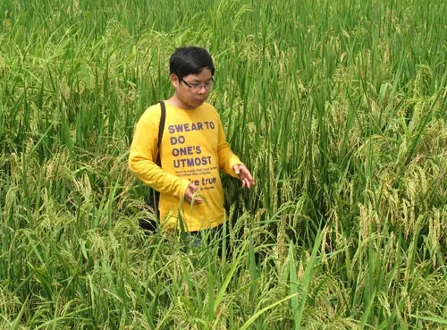 Kỷ lục bất ngờ của bông lúa nghìn hạt