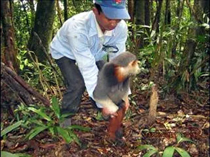Chà vá chân nâu