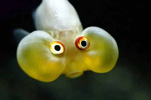 Cá Bubble Eye
