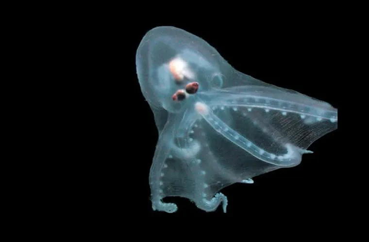 Bạch tuộc Amphitretus pelagicus