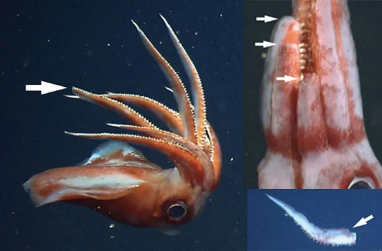 Mực ống Octopoteuthis deletron