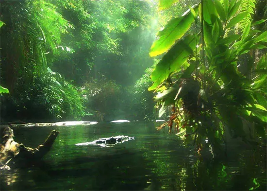 Rừng Amazon