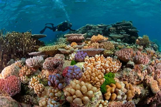 Rạn san hô Great Barrier Reef