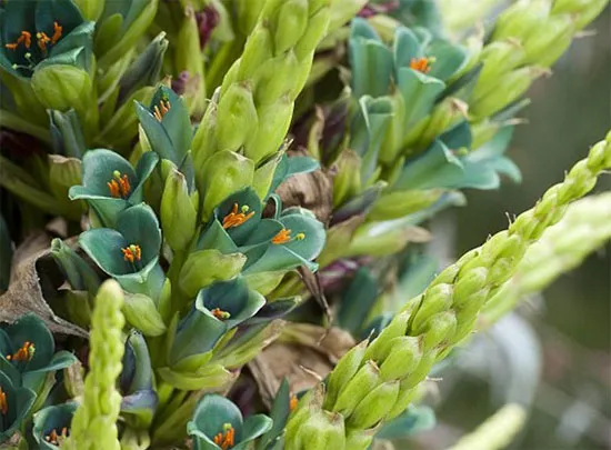 Cây Puya berteroniana