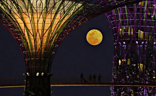 Khách du lịch ngắm “siêu trăng” từ khu vườn Supertrees Grove tại Singapore