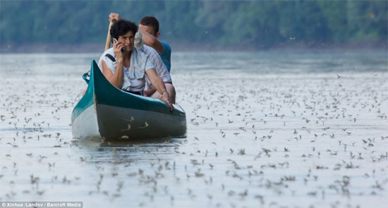 Du khách chèo thuyền ngắm phù du trên sông sông Tisza gần Tiszainoka, Hungary.