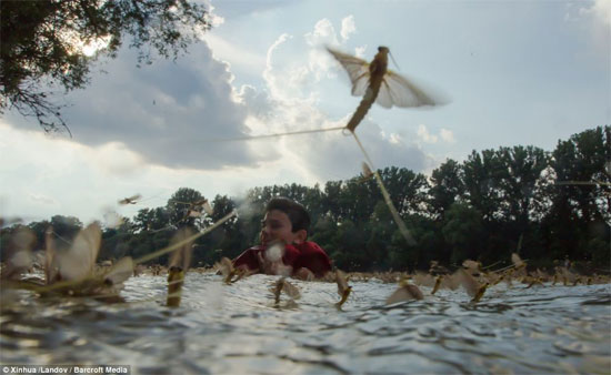 Một du khách bơi giữa rừng phù du.