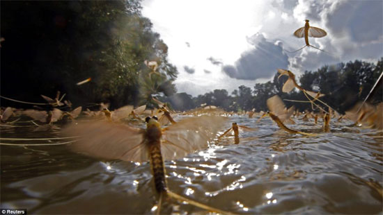 Hàng triệu con phù du đuôi dài tìm bạn tình và giao phố trên sông Tisza.