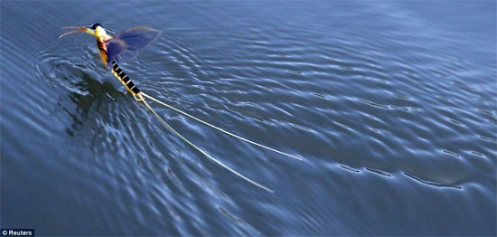 Đuôi của một con phù du rẽ nước trên sông.