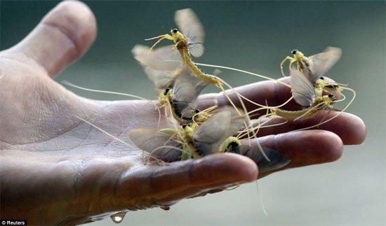Những con phù du trên tay của một du khách.