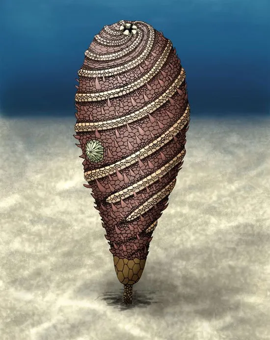 Helicocystis moroccoensis