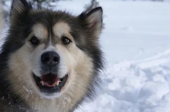Chó Alaska