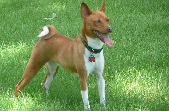 Chó Basenji
