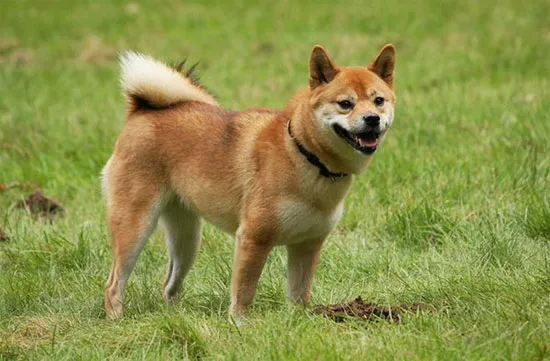 Chó Akita