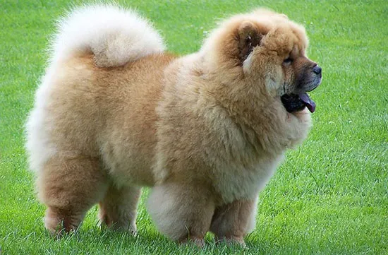 Chó Trung Quốc Chow Chow