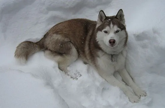Chó Husky Siberia