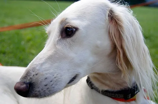 Chó ít lông Saluki