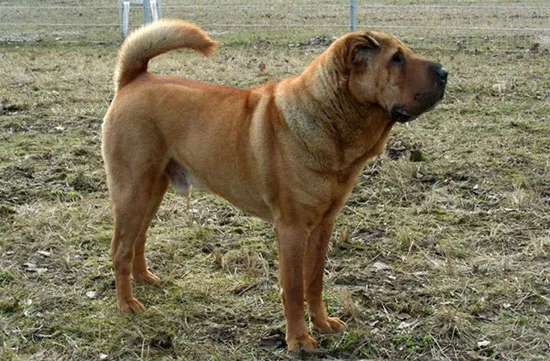 Chó châu Á Shar-pei