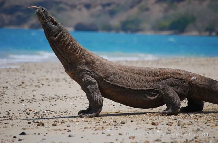 Rồng Komodo