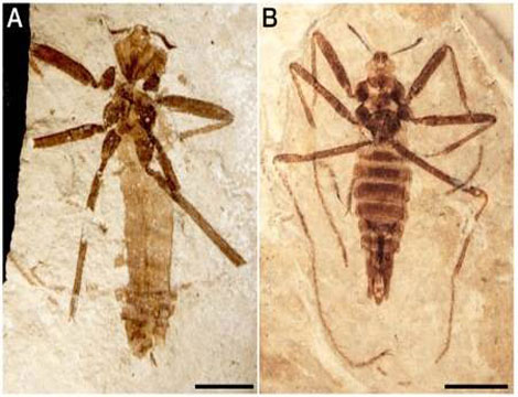 Hóa thạch của loài bọ chét Saurophthyrus exquisitus