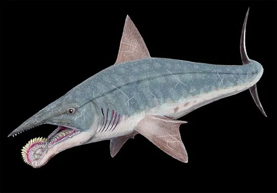 Cá mập cổ đại Helicoprion với hàm răng đặc trưng.