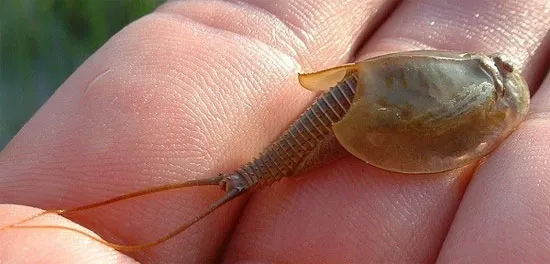Tôm nòng nọc Triops