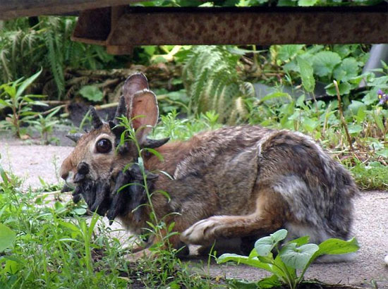 Chú thỏ "quái vật" trông giống loài động vật huyền thoại jackalope (thỏ có sừng nai).