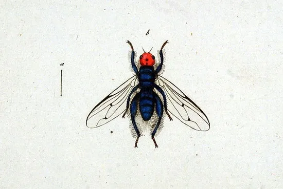 Thyreophora cynophila
