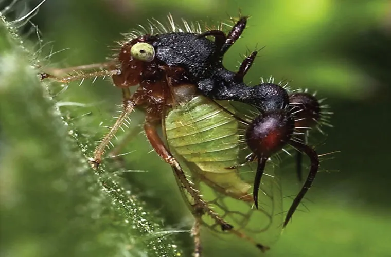Sâu Cyphonia clavata