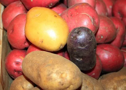 Những củ khoai tây mọc mầm có độc tố sôlamin rất có hại cho cơ thể.