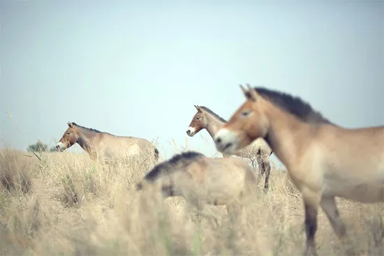 Đàn ngựa Przewalski trên thảo nguyên mông cổ