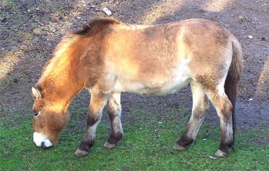 Ngựa Przewalski