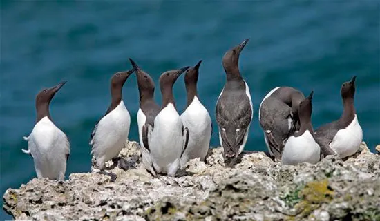 Chim guillemot có thói quen thả trứng trên các vách đá