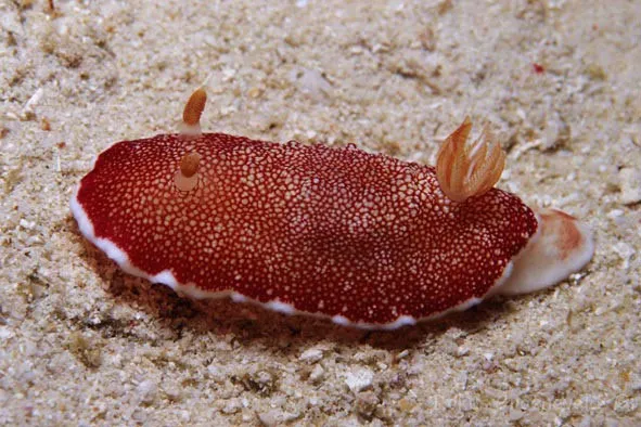 Sên biển Chromodoris.