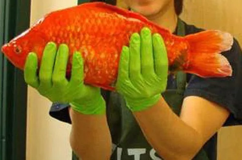 Một con cá vàng khổng lồ, với cân nặng gần 2kg, được tìm thấy tại Hồ Tahoe, California.