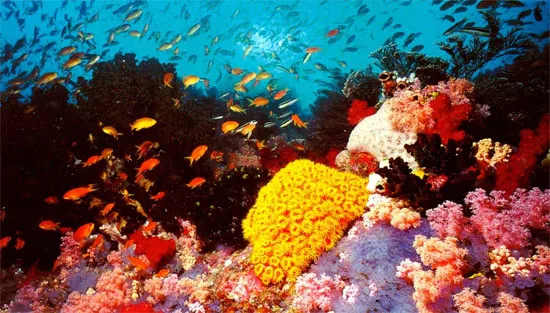 Rạn san hô Great Barrier Reef