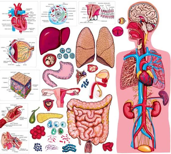 Các bộ phận của cơ thể người