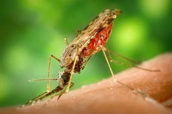 Muỗi anophene