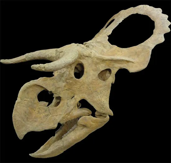 Loài Nasutoceratops sống khoảng 75 triệu năm trước đây