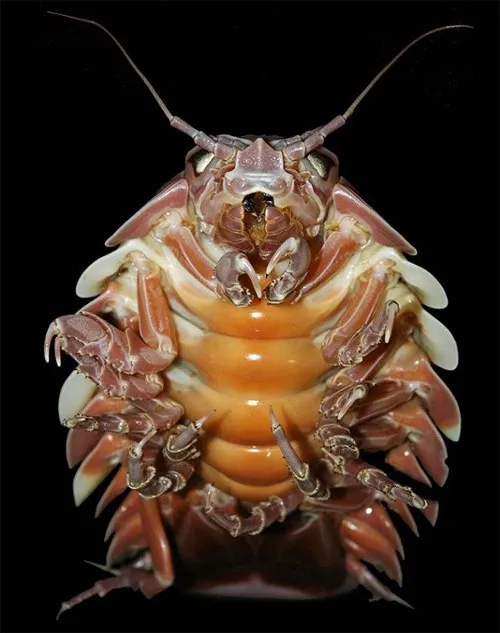 Bọ chân đều khổng lồ