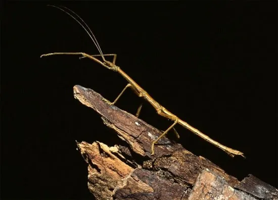 Bọ que