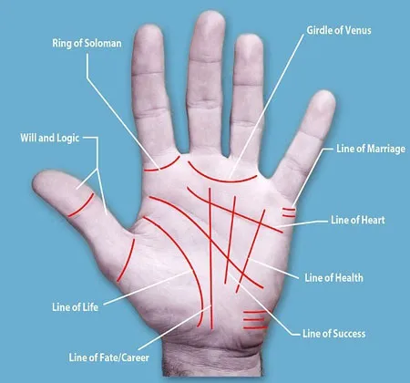 Sơ đồ các đường chỉ tay được cho là hé lộ về con đường công danh, sự nghiệp, tình duyên và số phận của chủ nhân.