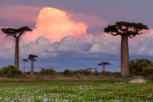 Đường cây Baobab, Madagascar