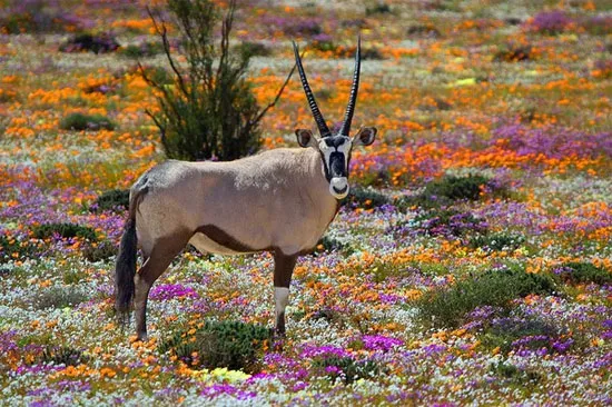 Namaqualand, Nam Phi